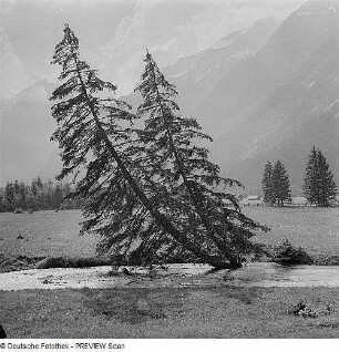 Nadelbäume in einem Tal in den Alpen