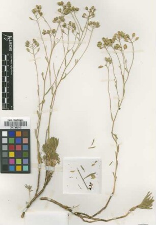 Ptilotrichum glabrescens (Boiss. & amp; Balansa) Boiss. [isotype]