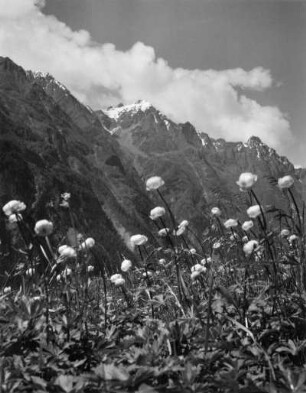 Trollblumen (Trollius), Pflanzengattung aus der Familie der Hahnenfußgewächse (Ranunculaceae)