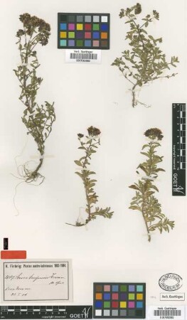 Stevia taryensis Hieron. [type]