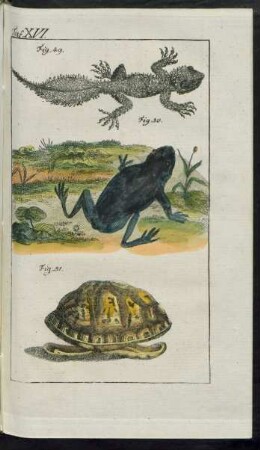 Taf. XVI. Fig. 49. - Fig. 51.