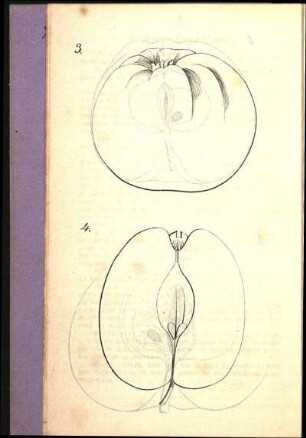 3. [Gravensteiner]. 4. [Prinzen-Apfel]