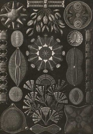 Schachtellinge (Diatomea) : Schachtellinge (Diatomea) aus Ernst Haeckel, Kunstformen der Natur, Tafel 84