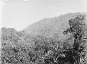 Vegetationslandschaft : Vegetationslandschaft eines Gebirges
