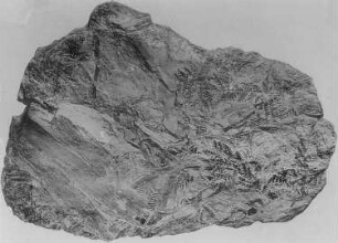 Pflanzenabdrücke des Karbon (R. Potonié) : Geologie | Kohlengeologie | Entstehung der Kohle