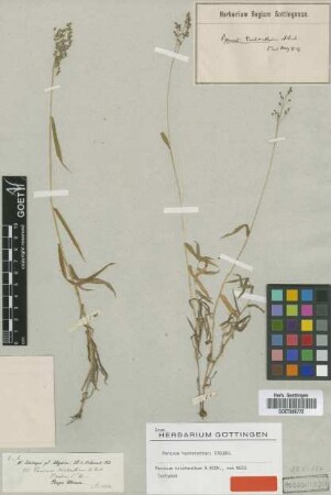 Panicum trichanthum A.Rich.