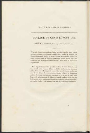 Coleur De Chair Longue Lisse. Ribes Sanguineum ...