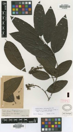 Clonodia verrucosa Griseb. [Isosyntype]
