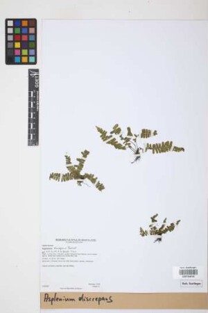 Asplenium discrepans Rosenst.