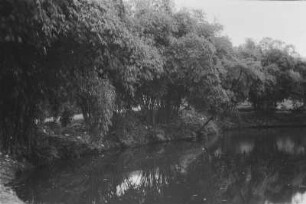 Bambus-Vegetation : Landschaft mit Bambuspflanzen und einem Gewässer