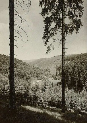 Erzgebirge. Natzschungtal. Zwischen Rübenau und Olbernhau vom Katzenleitenweg abwärts