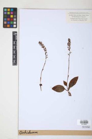 Orchidaceae