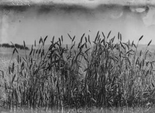 Weizenfeld : Feld mit Weizen (Triticum Linnaeus).