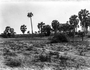 Savannenlandschaft mit Palmen : Blick auf eine Savannenlandschaft mit Palmen