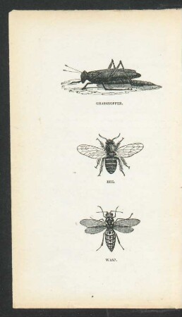 Tafel: Grasshopper. Bee. Wasp.