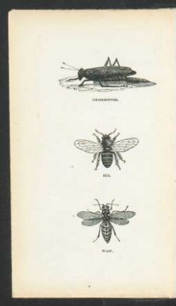 Tafel: Grasshopper. Bee. Wasp.