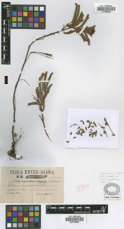 Mimosa marginata Lam. var. strigosa Griseb.[syntype]