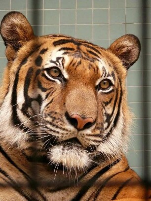 Berliner Zoo, Tiger hinter Gittern
