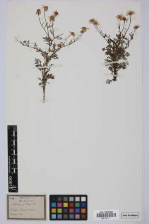 Anthemis cotula L.