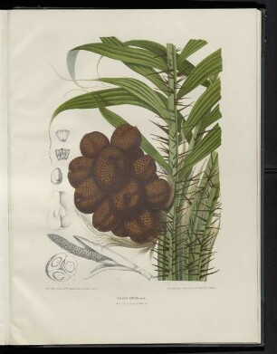 Zalacca edulis.