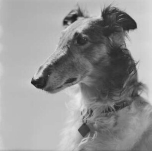 Windhund