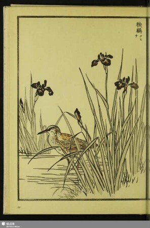 [Wasserralle, Rallus aquaticus indicus Blyth]