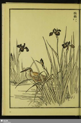 [Wasserralle, Rallus aquaticus indicus Blyth]