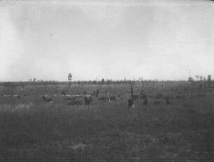 Schafe auf der Weide (USA-Reise 1933)