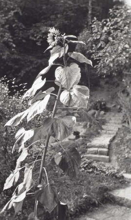 Sonnenblume (Helianthus annuus) an einem Treppenaufgang in einem Garten