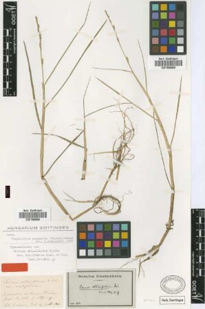 Panicum obtusifolium Delile
