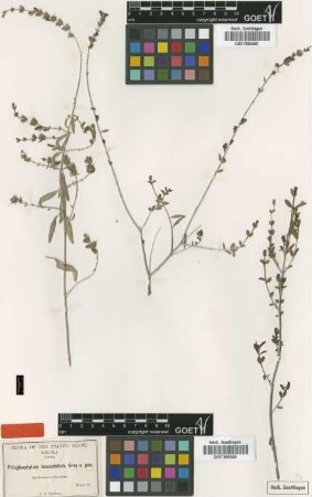 Pringleophytum lanceolatum A.Gray [type]
