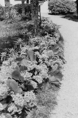 Zierpflanzen : Blumenrabatte am Rande eines kleinen Weges.