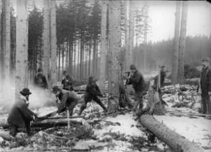 Holzfäller bei der Arbeit