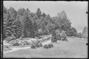Kamenz, Hutberg. Azaleen-Anlagen