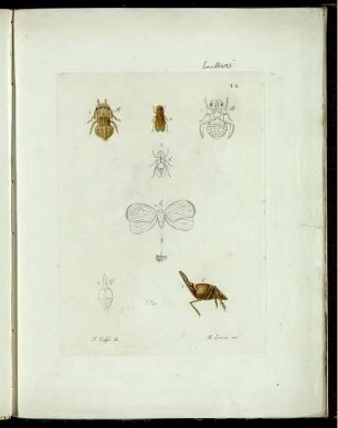 [2], [3], [2], Pt. 3,Taf: Fauna Del Regno Di Napoli Ossia Enumerazione Di Tutti Gli Animali Che Abitano Le Diverse Regioni Di Questo Regno E Le Acque Che Le Bagnano. [2]. [Animali Articolati]. [3]. [Insetti]. [2]. Imenotteri. Pt. 3