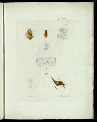[2], [3], [2], Pt. 3,Taf: Fauna Del Regno Di Napoli Ossia Enumerazione Di Tutti Gli Animali Che Abitano Le Diverse Regioni Di Questo Regno E Le Acque Che Le Bagnano. [2]. [Animali Articolati]. [3]. [Insetti]. [2]. Imenotteri. Pt. 3