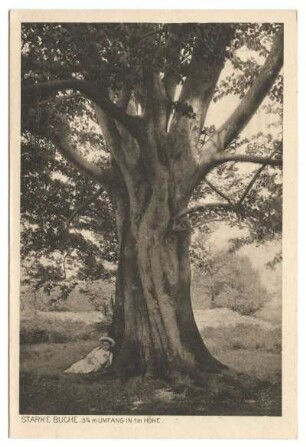 Reinhardswald