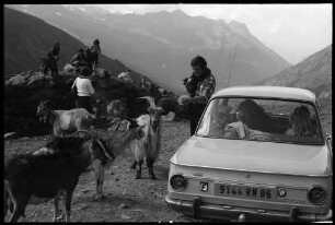 Hochgurgl: Parkplatz, Autos, Publikum und Ziegen auf der Angerer Alm