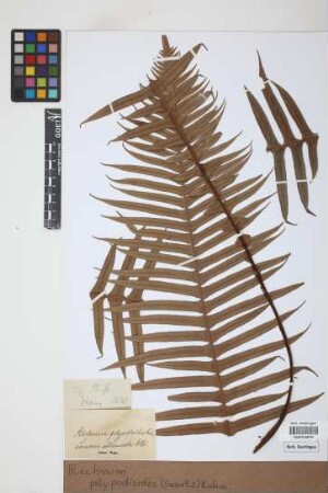 Blechnum polypodioides (Sw.) Kuhn