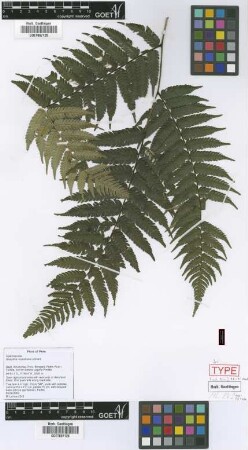 Alsophila mostellaria Lehnert [isotype]