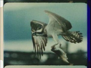 Prey-Catching Behaviour of the Osprey