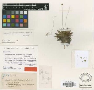 Paepalanthus androsaceus Griseb. var. Griseb. flavescens[syntype]