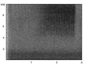 Nachtigallgrashüpfer | Chorthippus biguttulus - Stridulation