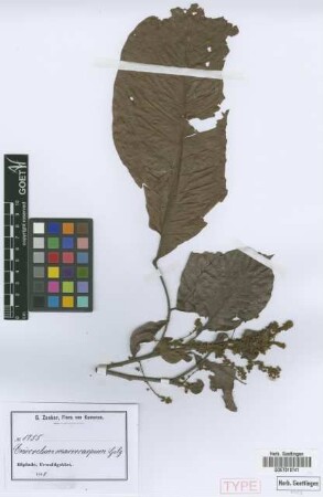 Eriocoelum macrocarpum Gilg ex Radlk. [syntype]