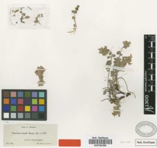Teucrium fragile Boiss. [type]