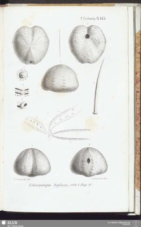 T. Crétacés, Pl. 845