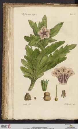 Hyoscyamus niger Tab. V
