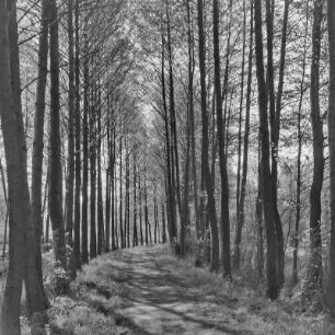 Landweg von Lübbenau nach Leipe. : Wjesny puć z Lubnjowa do Lipjego.