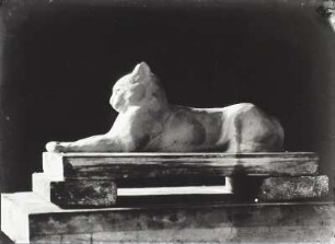 Liegende Katze (Sphinx)