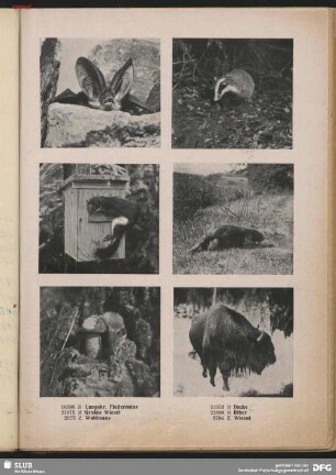 Wisent